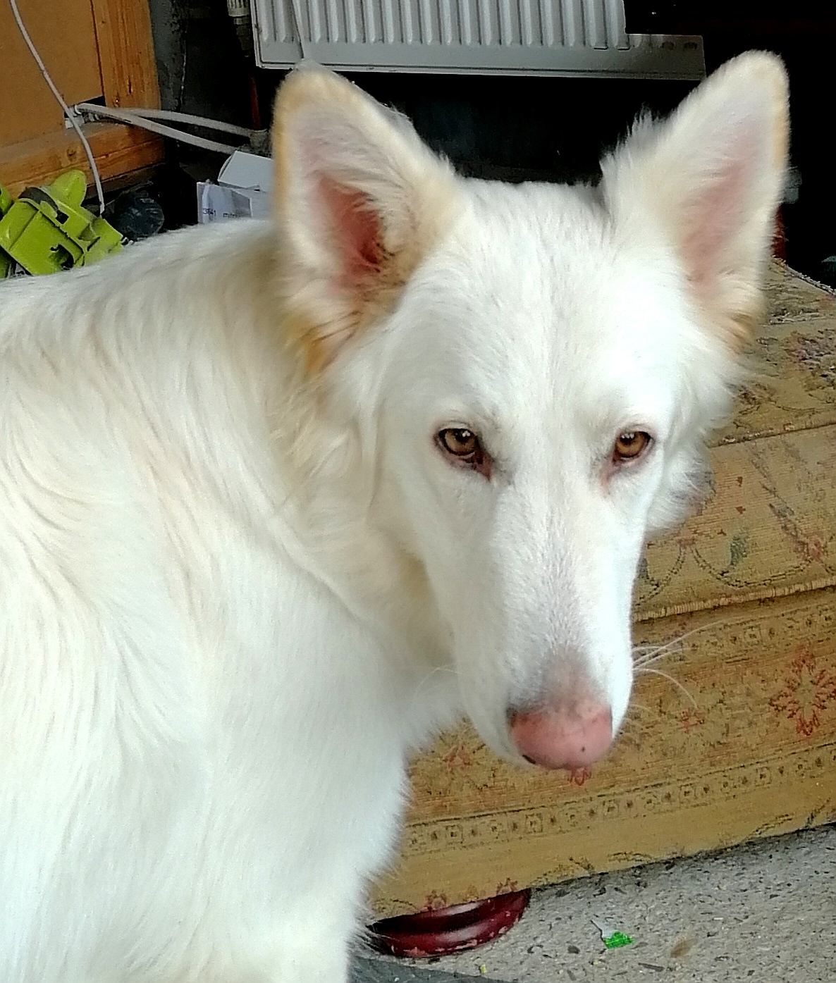 White german hot sale shepherd pink nose